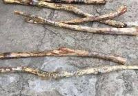 农村夫妻俩在山上捡到了六根小木棍，土豪开价30万竟